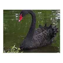 Gorgeous Black Swan on Water Postcards