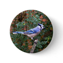 Gorgeous Blue Jay Buttons
