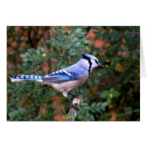 Gorgeous Blue Jay Card