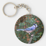 Gorgeous Blue Jay Key Chain