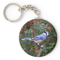 Gorgeous Blue Jay Key Chain