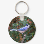 Gorgeous Blue Jay