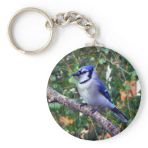 Gorgeous Blue Jay keychains
