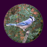Gorgeous Blue Jay
