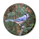 Gorgeous Blue Jay