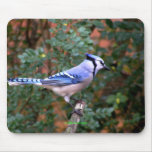 Gorgeous Blue Jay mousepads