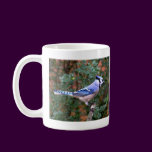 Gorgeous Blue Jay