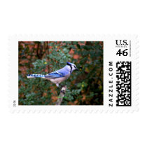 Gorgeous Blue Jay stamps