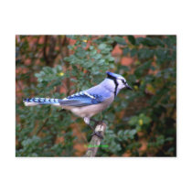Gorgeous Blue Jay Postcard