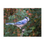 Gorgeous Blue Jay Postcard