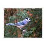Gorgeous Blue Jay