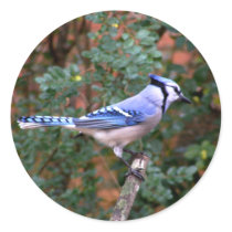 Gorgeous Blue Jay Stickers