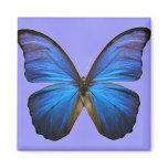 Gorgeous Blue Morpho Butterfly Fridge Magnets