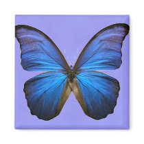 Gorgeous Blue Morpho Butterfly Fridge Magnets