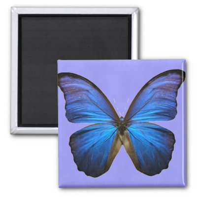 Gorgeous Blue Morpho Butterfly Fridge Magnets
