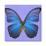 Gorgeous Blue Morpho Butterfly Fridge Magnets
