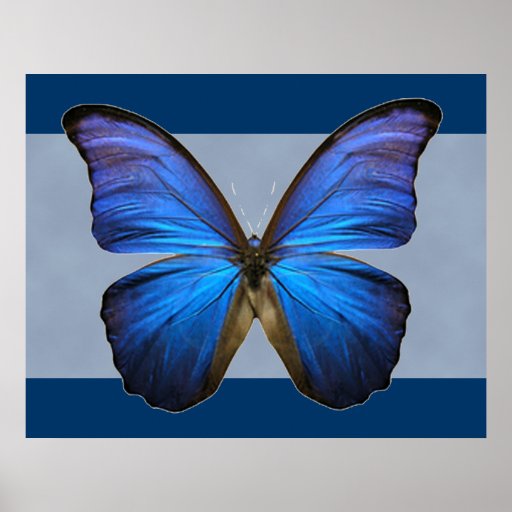 Gorgeous Blue Morpho Butterfly Print | Zazzle