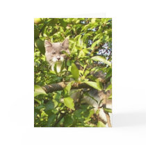 Gorgeous Brother Kitty 3 months old Plum Tree cards