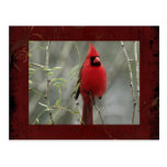 Gorgeous Cardinal Photo-  Postcard