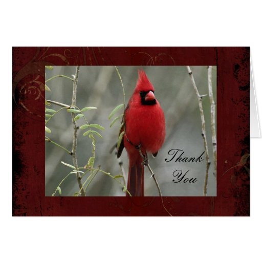 Cardinal Photo Thank You Note Card Zazzle