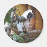 Gorgeous Colobus Fridge Magnet