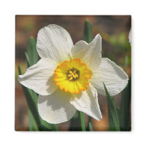 Gorgeous Daffodil magnets by princessklb07 Gorgeous Daffodil magnets