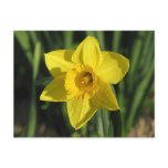 Gorgeous Daffodil Postcard
