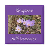 Gorgeous Fall Crocuses magnets by codfishlady Gorgeous Fall Crocuses magnets