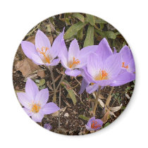 Gorgeous Fall Crocuses magnets by codfishlady Gorgeous Fall Crocuses magnets