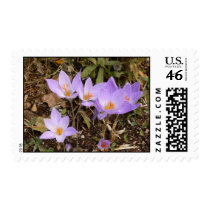 Gorgeous Fall Crocuses postage