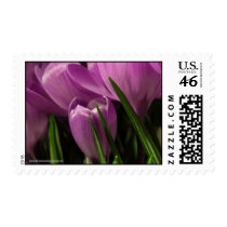 Gorgeous flowers postage