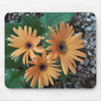 Gorgeous Gerber Daisy Mousepad by gettingreen Gorgeous Gerber Daisy Mousepad