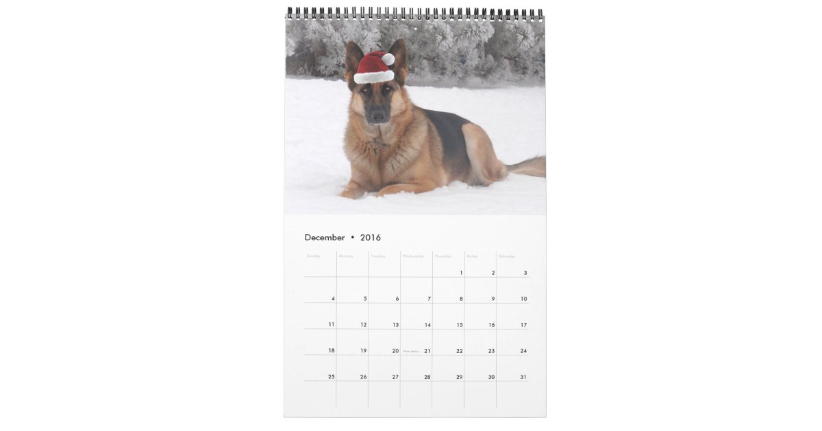 Gorgeous German Shepherd Calendar Zazzle