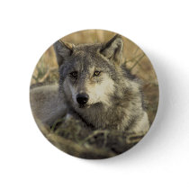 Gorgeous Gray Wolf buttons