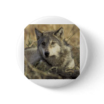 Gorgeous Gray Wolf buttons