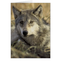 Gorgeous Gray Wolf Cards
