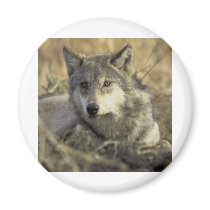 Gorgeous Gray Wolf magnets