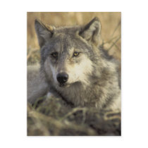 Gorgeous Gray Wolf postcards by animalwhimsy Gorgeous Gray Wolf postcards