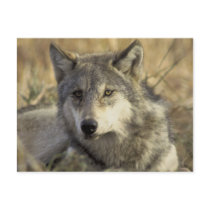 Gorgeous Gray Wolf postcards by animalwhimsy Gorgeous Gray Wolf postcards
