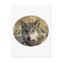 Gorgeous Gray Wolf postcards by animalwhimsy Gorgeous Gray Wolf postcards