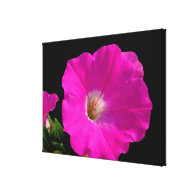 Gorgeous hot pink petunia flower in black stretched canvas prints