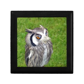 Gorgeous Little Owl Gift Box