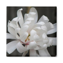 Gorgeous Magnolia Centennial Bloom magnets