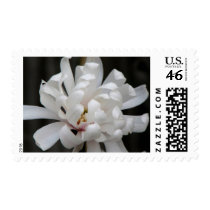 Gorgeous Magnolia Centennial  Bloom postage