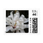 Gorgeous Magnolia Centennial  Bloom Stamps