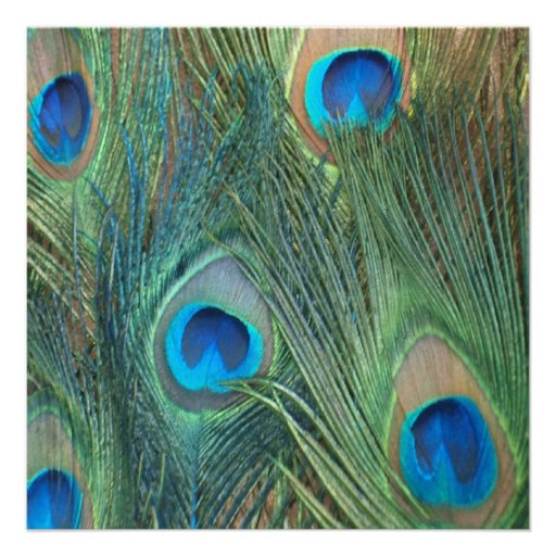 Gorgeous Peacock Birthday Invitations