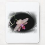 Gorgeous Petals 11