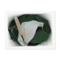 Gorgeous Petals 12 postcards