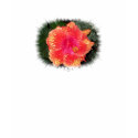 Gorgeous Petals 1 t-shirts by SherryHolderHunt Gorgeous Petals 1 t-shirts