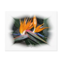 Gorgeous Petals 29 postcards